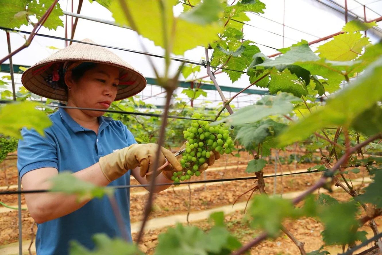 Lao Cai targets three high-tech ag zones by 2030